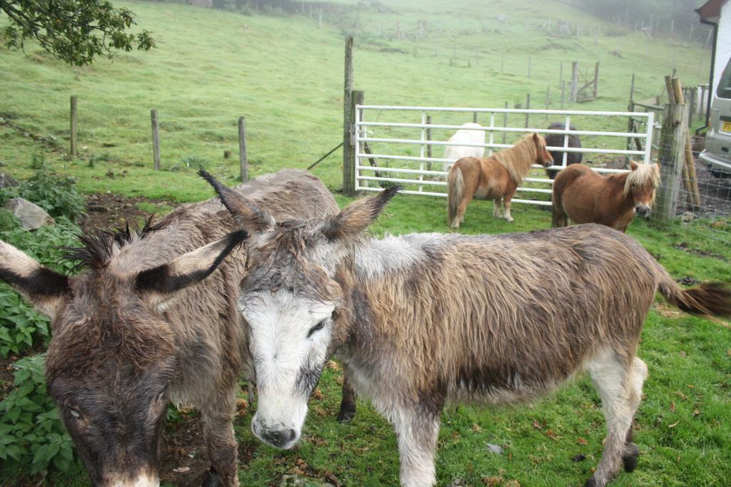 Agroturismo Ardgarry Farm *